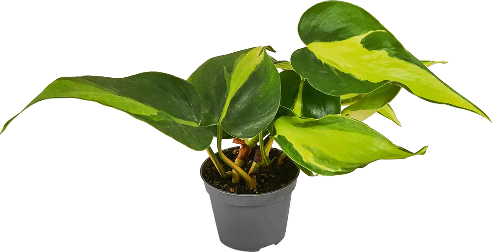 Santreyd Филодендрон Бразилия - комнатная лиана с пестрыми листьями 87819635