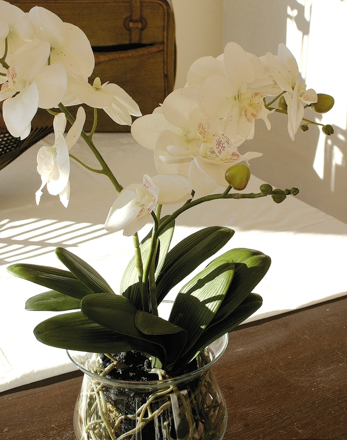 2587 778 a3 Пластиковая орхидея Phalaenopsis в стеклянном горшке, 58 см, real touch, бежево-белая H-andreas  - Вид №3