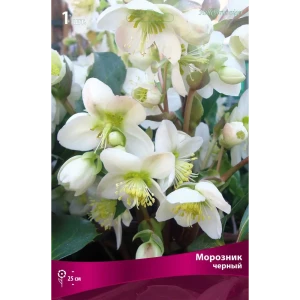 Морозник чёрный, 1 шт. 82118759 STLM-2104528