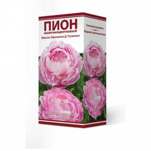 83600242 Пион травянистый Миссис Франклин Д.Рузвельт луковица 2-3