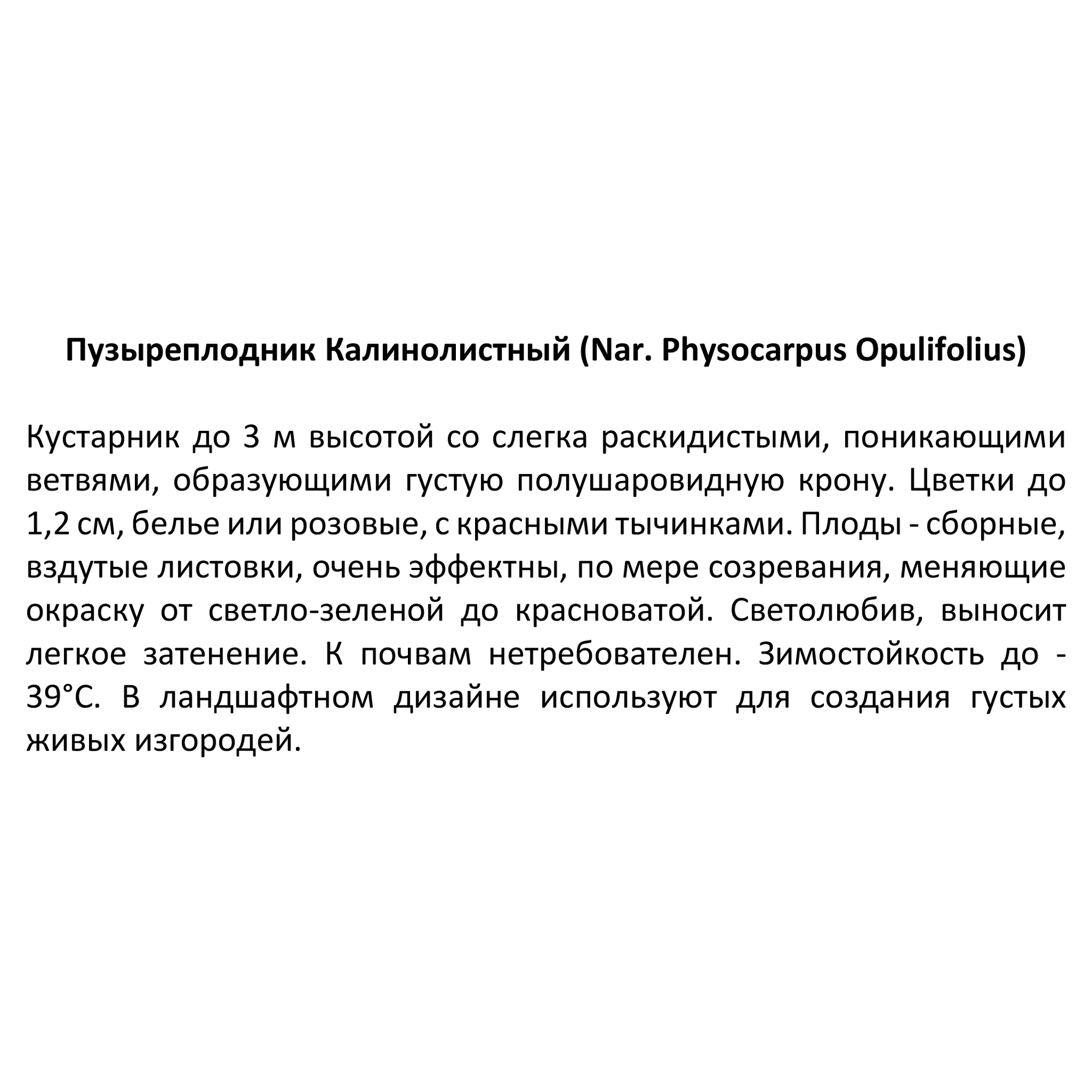 Пузыреплодник Santreyd - декоративный кустарник для живых изгородей 17895744 STLM-0008940 - Вид №3