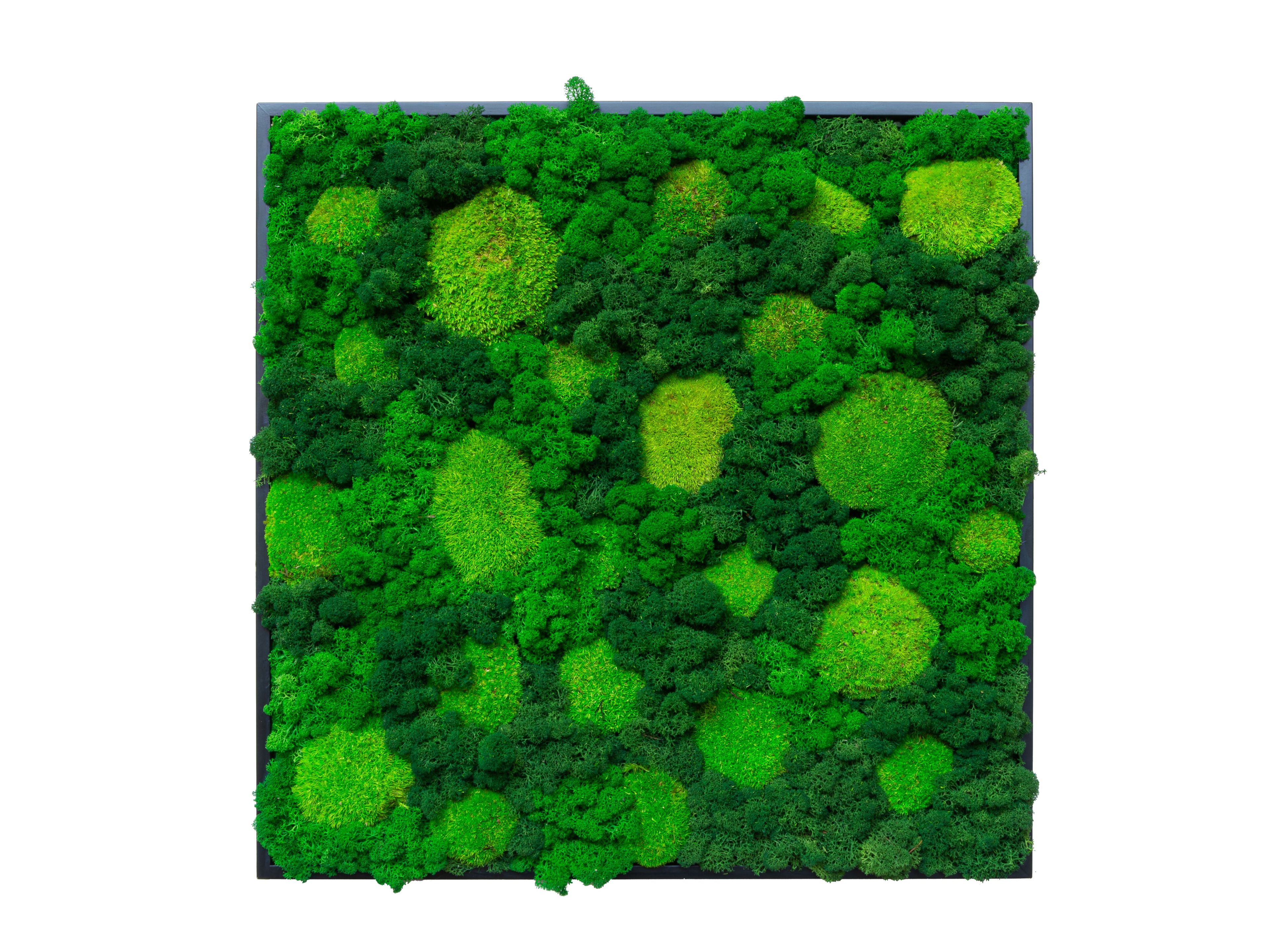 Растительная картина в лишайниках и мхе Tecsound PureKustik ARCH-00114930