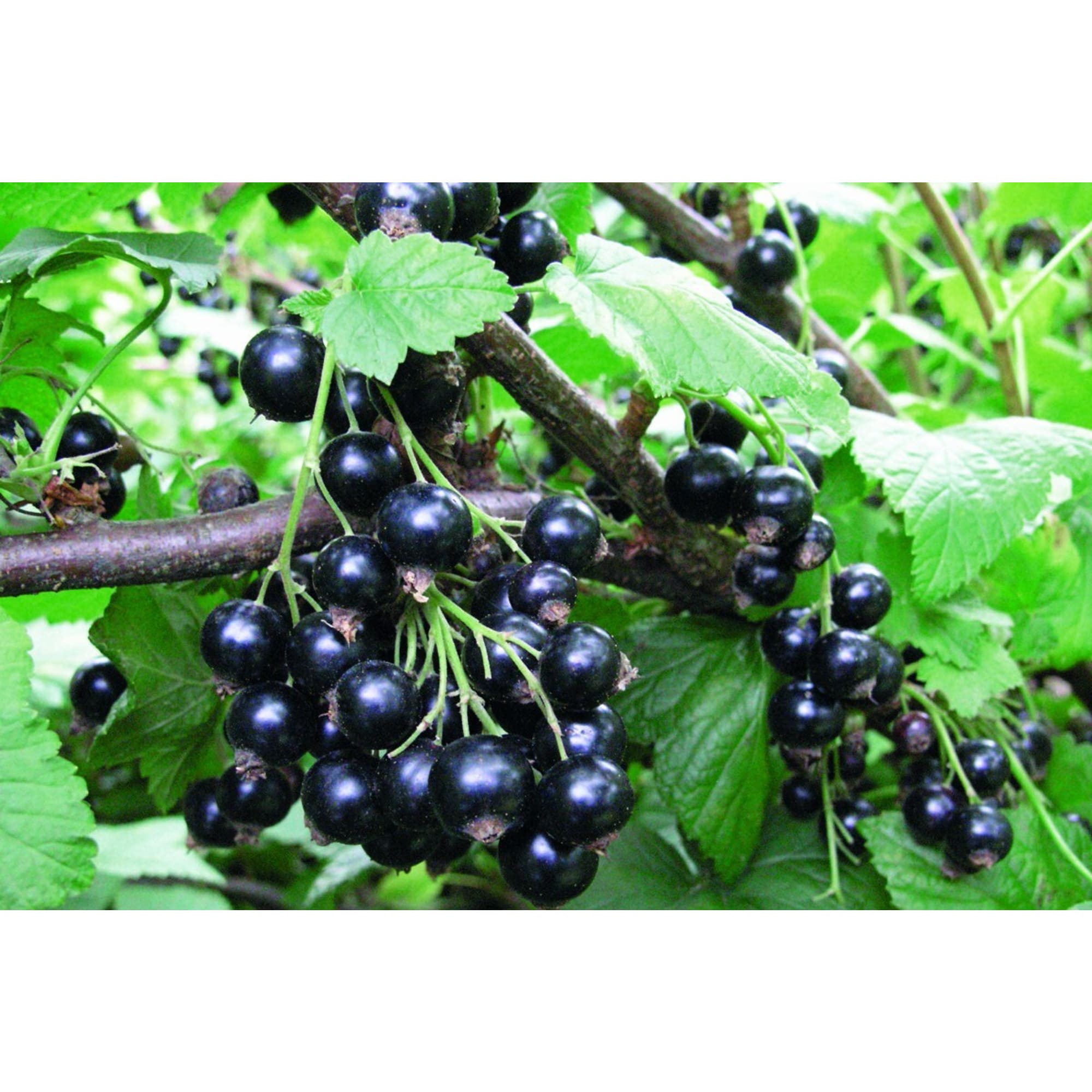 83248560 Смородина чёрная ø17 h80 см Santreyd  - Вид №1