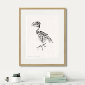 Картина в деревянной раме 52х42 см Chrysotis Braziliensis, 1867г. КАРТИНЫ В КВАРТИРУ  264403 Белый;коричневый;разноцветный