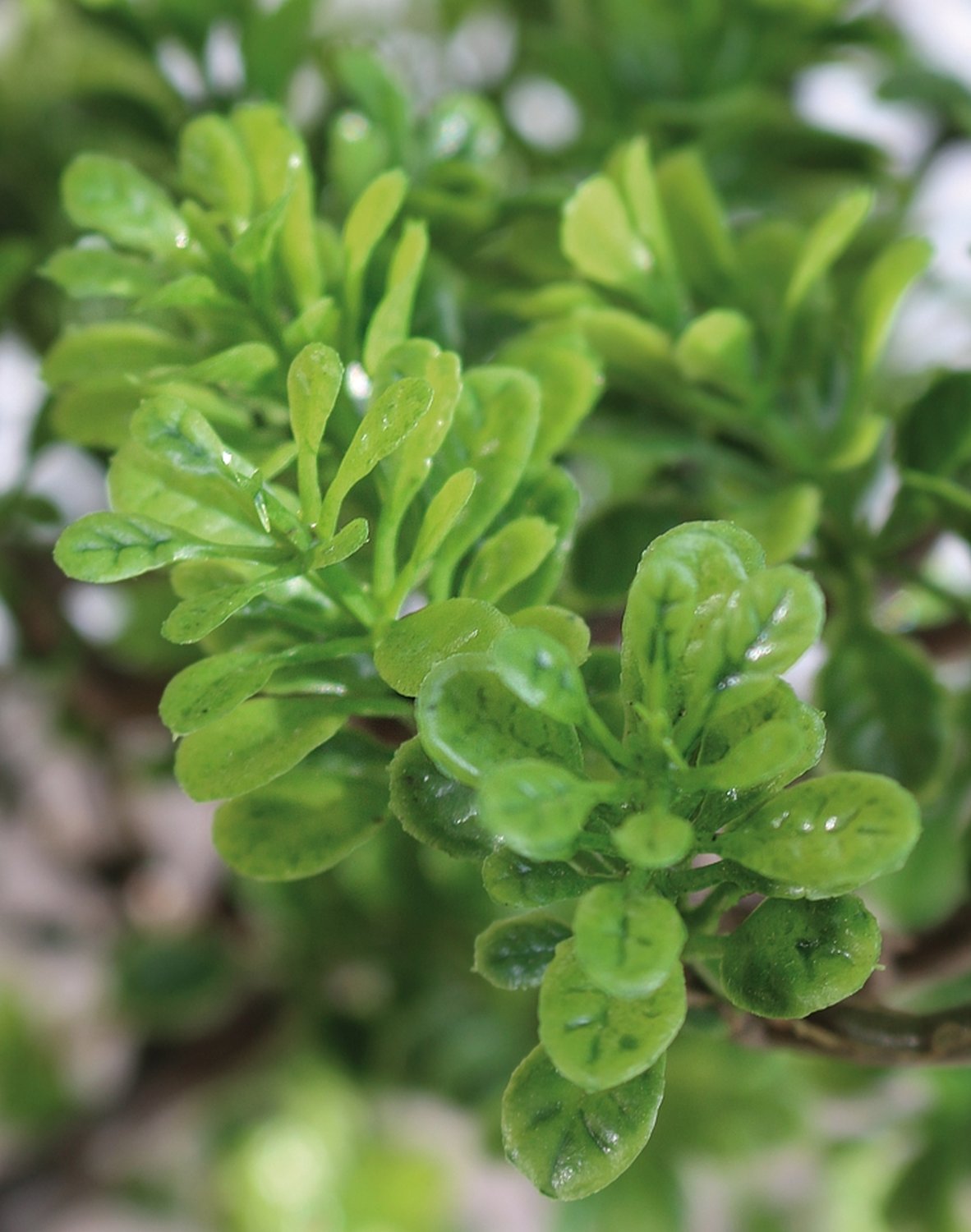 5922 883 a3 Имитация самшита бонсай, горшечная, 42 см, зеленая H-andreas  - Вид №2