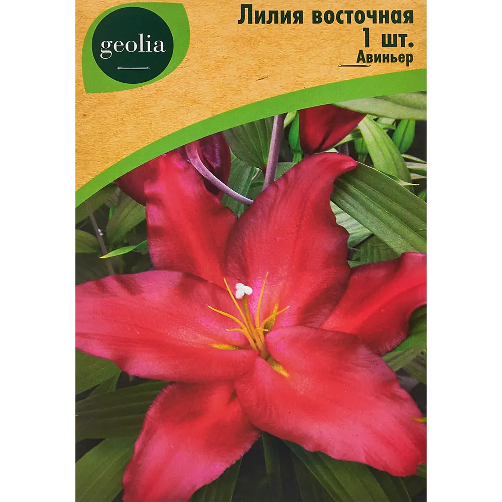 Лилия Geolia восточная Авиньер 86408623 STLM-2069503 