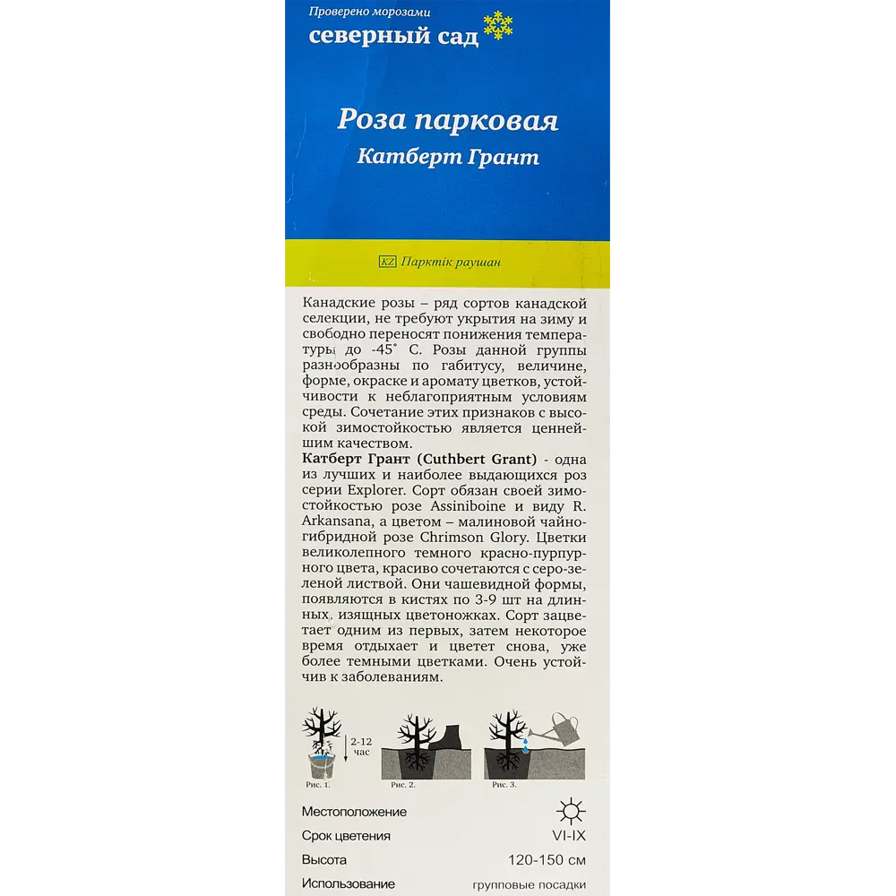 Роза канадская парковая «Катберт Грант» 82150690 STLM-2168453 Santreyd  - Вид №2