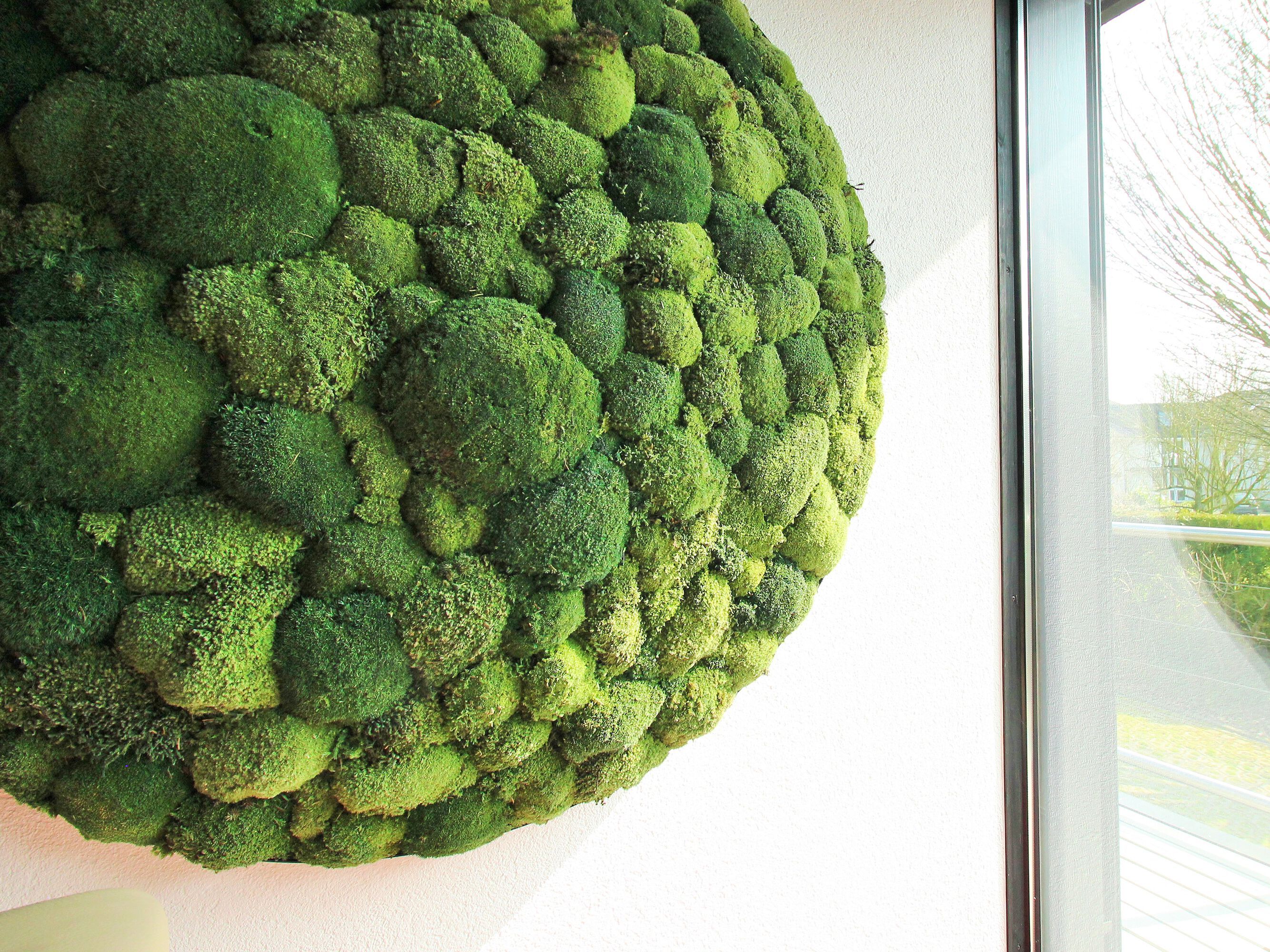 Растительная картина из мха Freund GmbH ARCH-00066512 - Вид №3