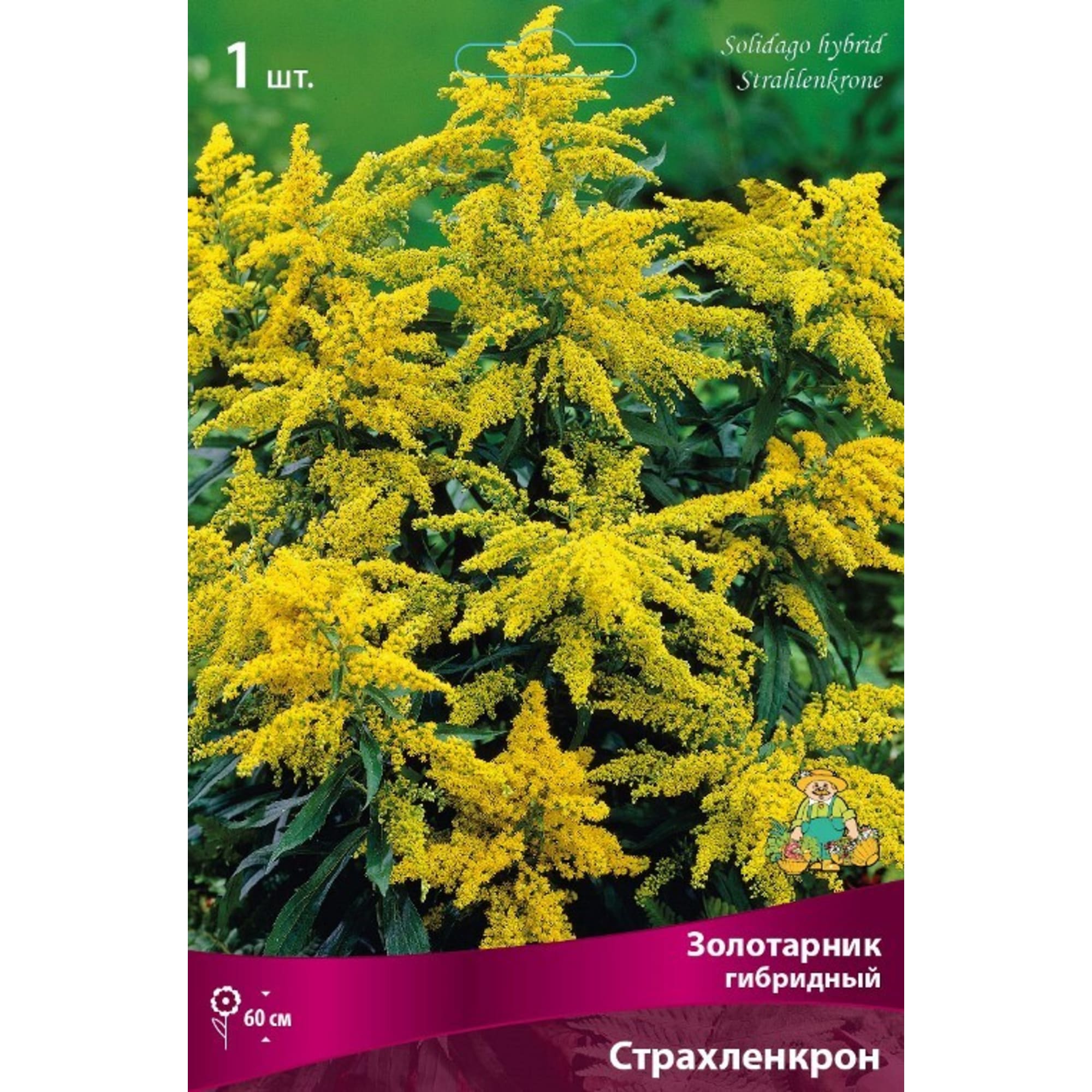 Золотарник гибридный Страхленкрон луковица I Santreyd 83599260