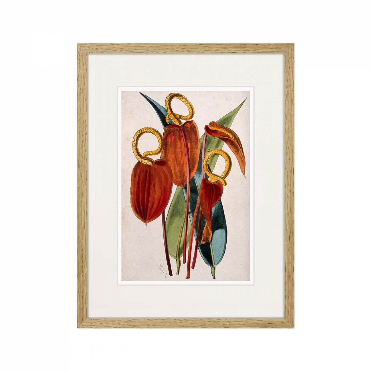 Литография на тонированной бумаге 42х32 см Exotic plants of the world №15, 1815г. КАРТИНЫ В КВАРТИРУ  264346 Бежевый;белый;красный;разноцветный  - Вид №1