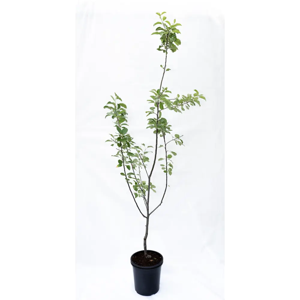 Яблоня Подарок Графскому - саженец с крупными плодами высокая зимостойкость 85325543 Santreyd STLM-1583382 - Вид №1