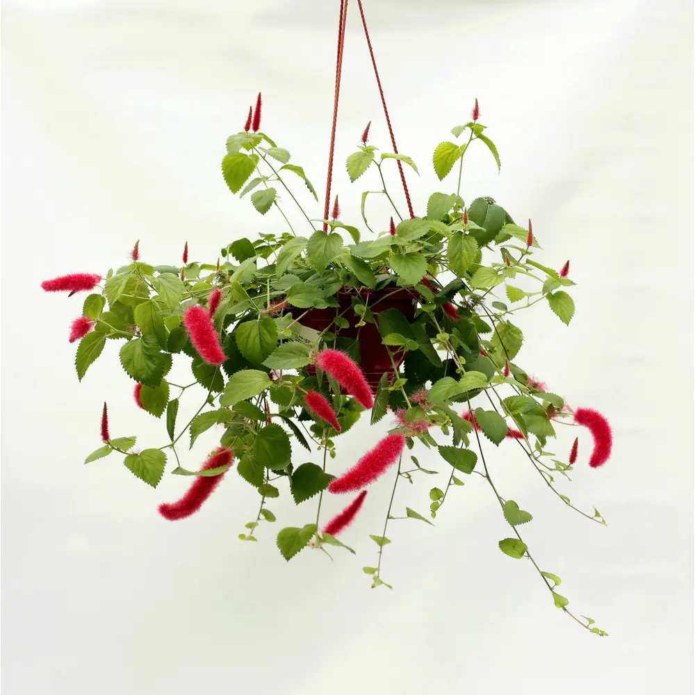 Акалифа Santreyd — декоративный куст с малиновыми соцветиями в кашпо 89338376