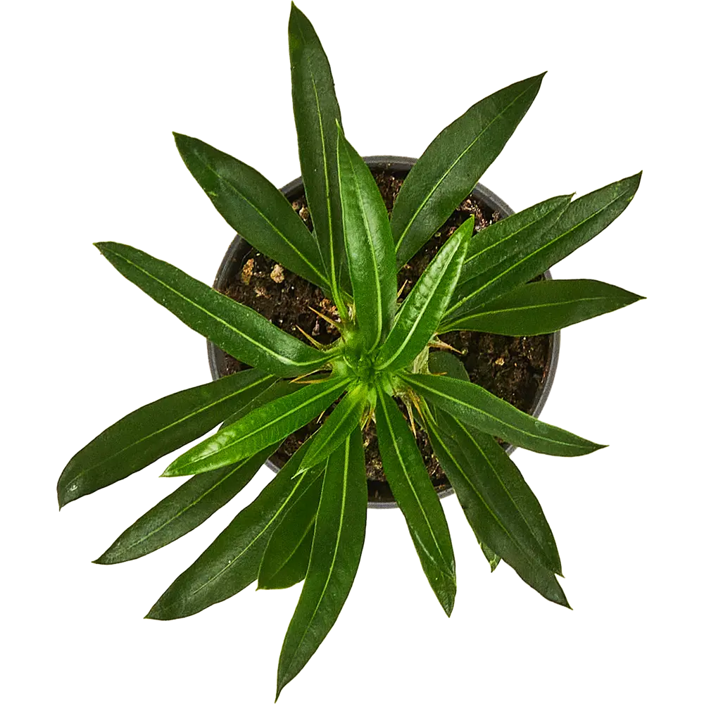 Santreyd Пахиподиум Ламери — экзотический суккулент с эффектным стеблем 87819713 STLM-0966042 - Вид №1