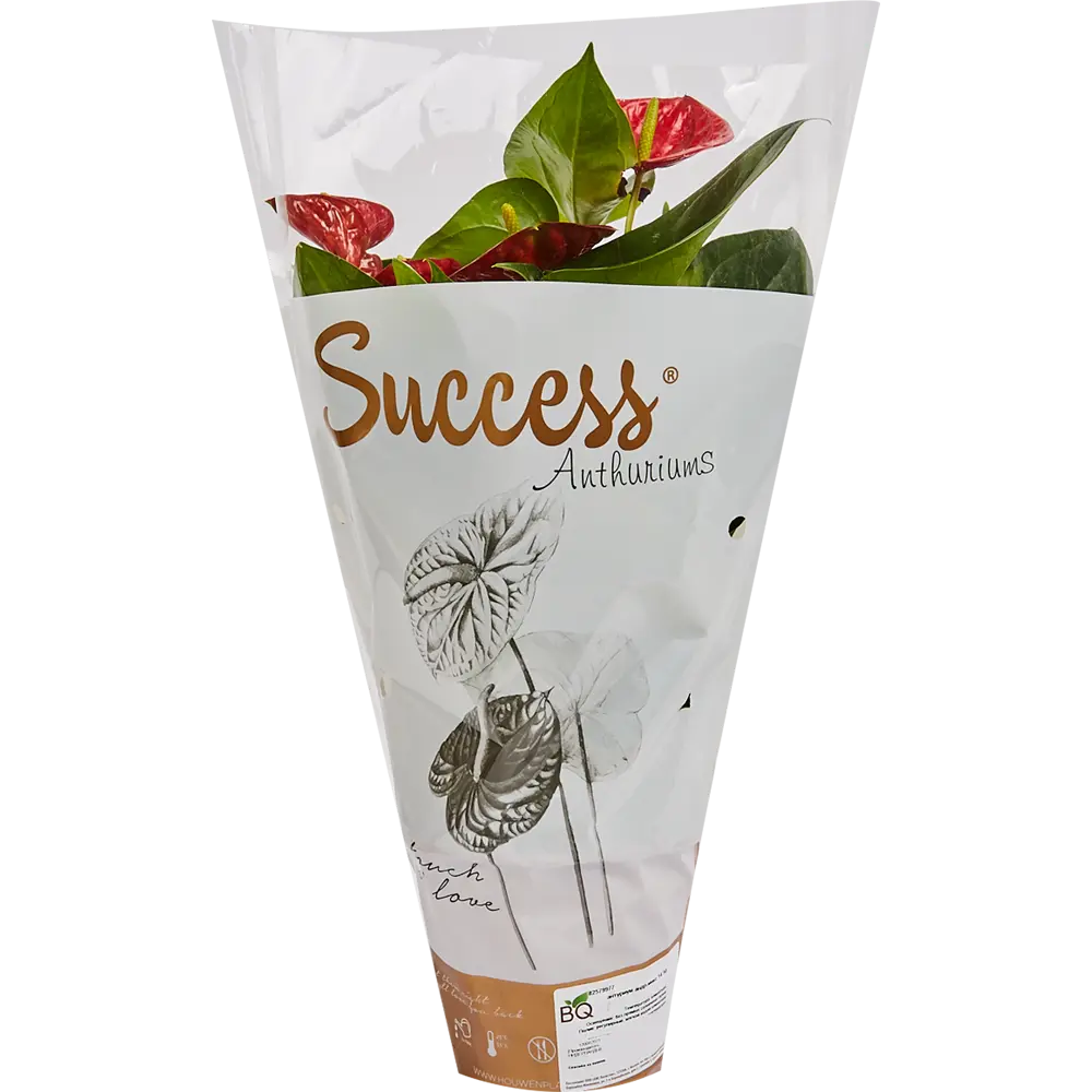 Антуриум андреанум микс Santreyd - цветущее совершенство в вашем интерьере 82579977 STLM-0030547 - Вид №3