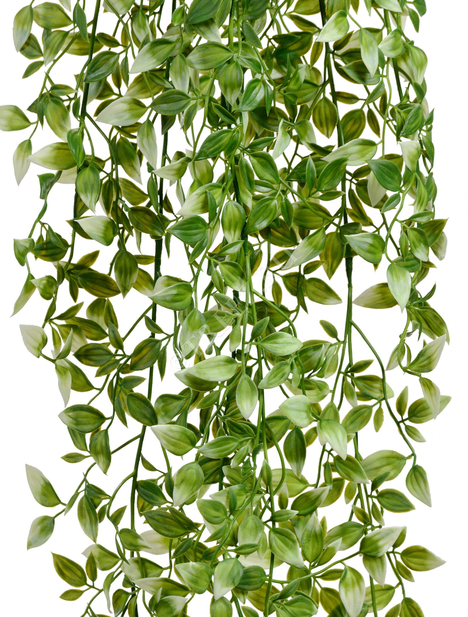 20.0218063GWH Традесканция бело-зелёная Цветочная коллекция  - Вид №2