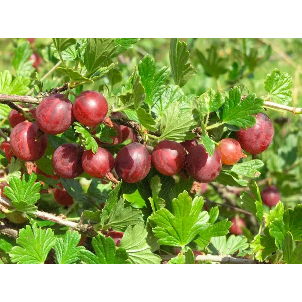 Крыжовник обыкновенный Садко ø15 h45 см 84659532 STLM-2006756 PLANTMARKET 