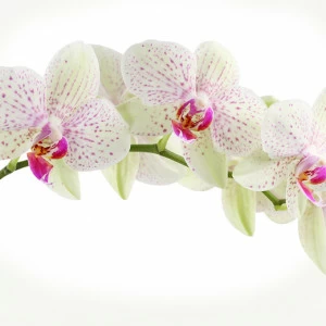 C2-394 Фотообои DIVINO Collection C 2.7х3 м