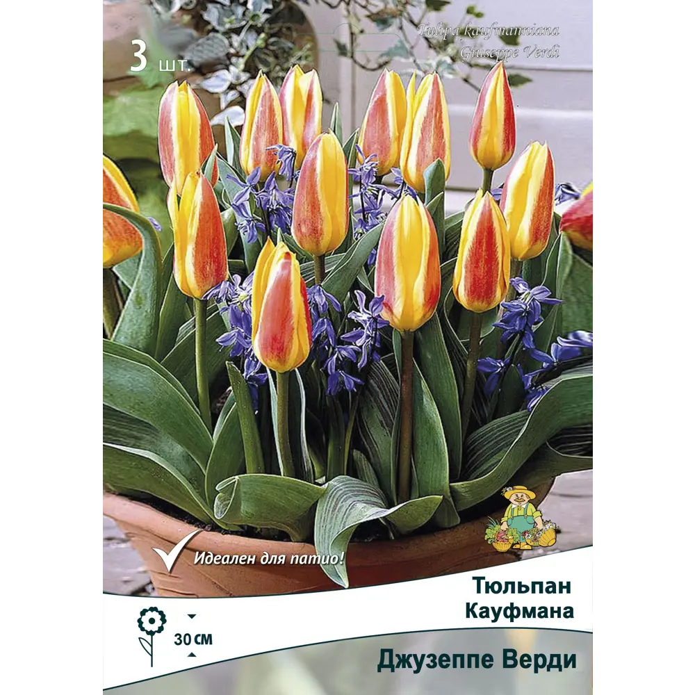 Тюльпан Кауфмана Джузеппе Верди от ПОИСК - 3 луковицы раннего цветения 88659212 STLM-1567232