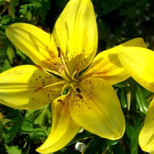 Лилия «Val Di Sole», 12х14 см