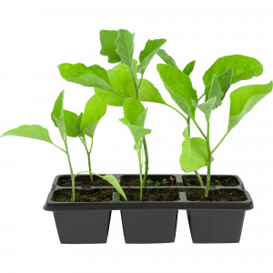 83248587 Рассада Баклажан ø13 h15 см, 6 шт.