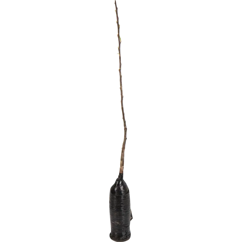 Груша Брянская красавица в тубе 82539558 STLM-2099407 BOTANIC COLLECTION  - Вид №1