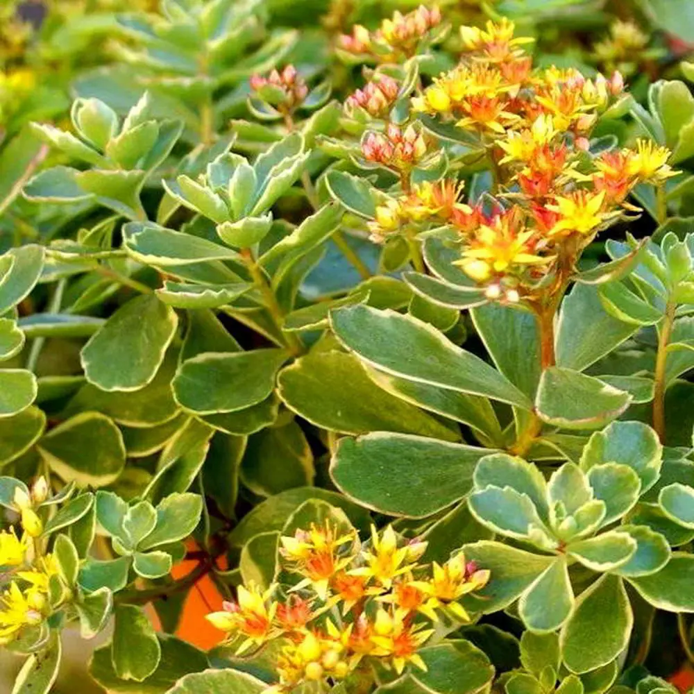 Очиток цветоносный ø9 h20 см 84406453 STLM-2087641 PLANTMARKET 