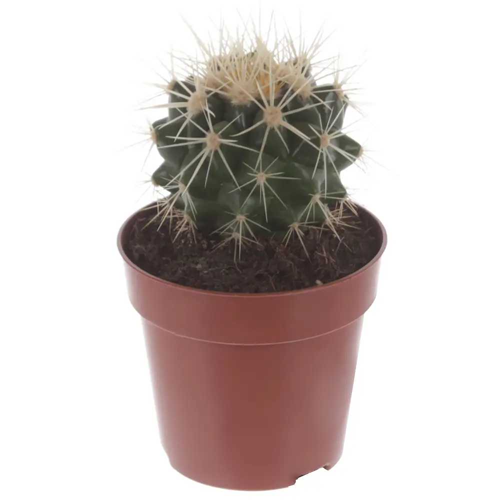 Santreyd Эхинокактус Грузони — золотой шар для интерьера 81959347 STLM-0015376