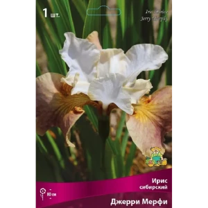Ирис сибирский Джерри Мерфи 89452399 STLM-2069966