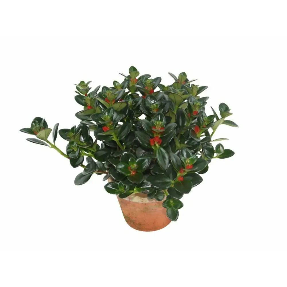 Santreyd Нематантус в кашпо с длинными цветущими стеблями 83248508 STLM-1427940