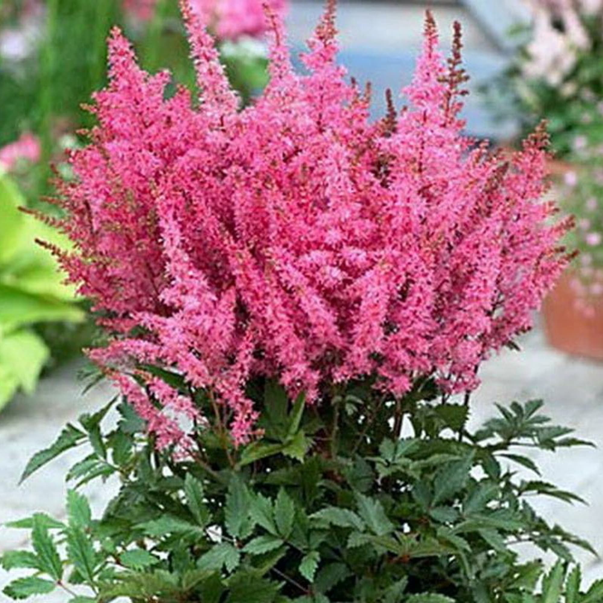 85324875 Астильба гибридная Юник Пинк ø11.5 h30 см Santreyd 