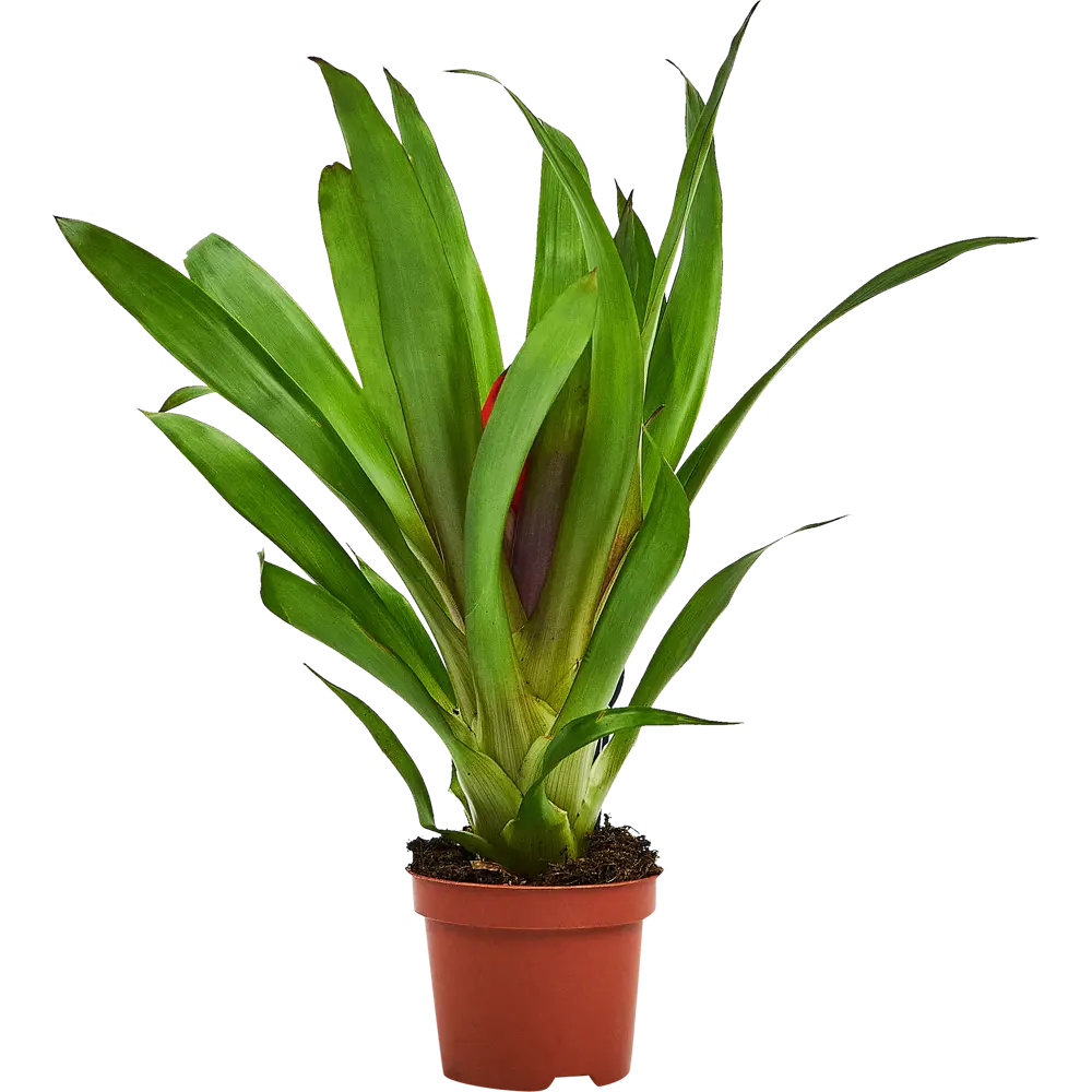 Santreyd Гузмания Раннер Блитз - живой акцент для интерьера 87890507 STLM-0952081 - Вид №1