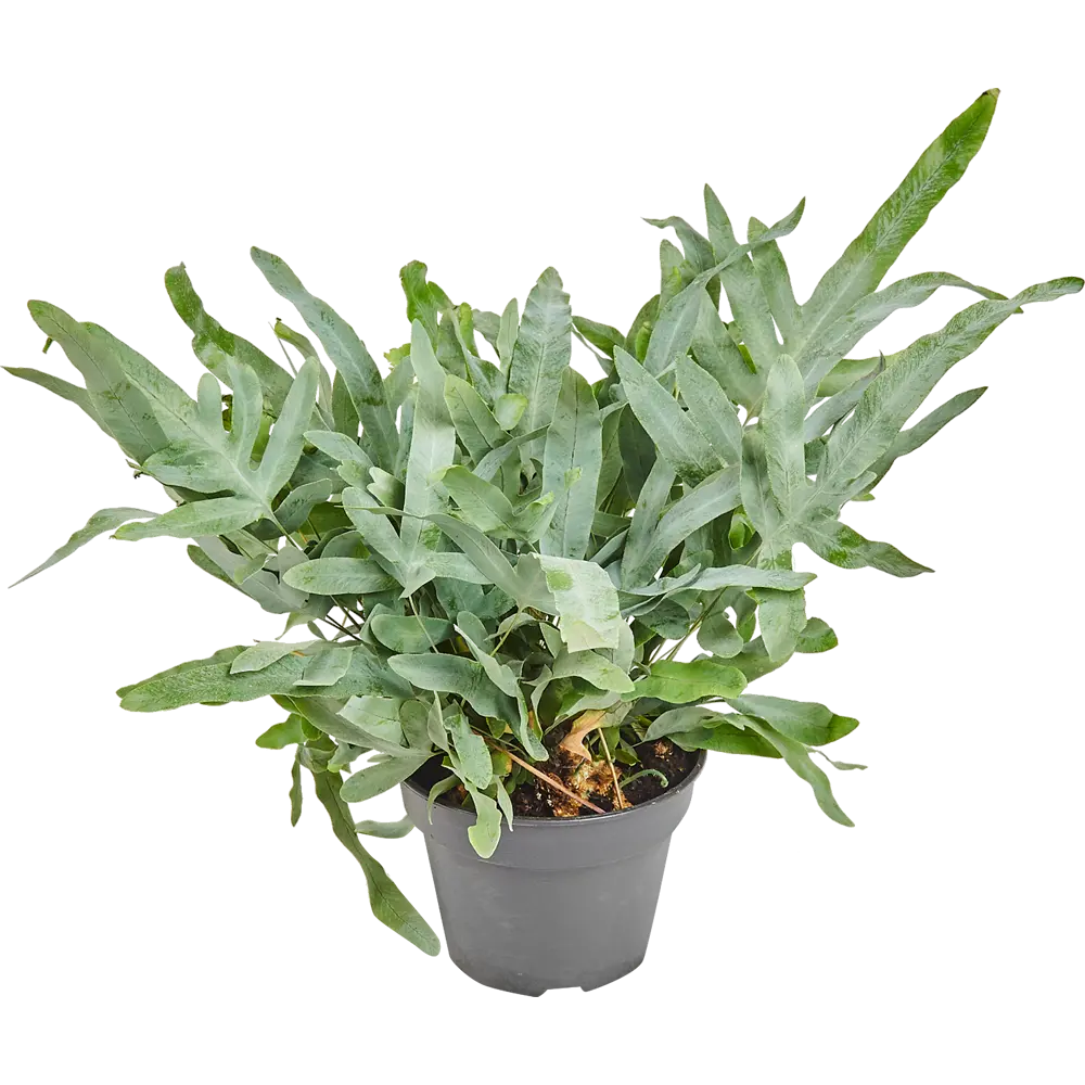 Флебодиум микс 17x50 см 83060669 STLM-2022748 Santreyd 