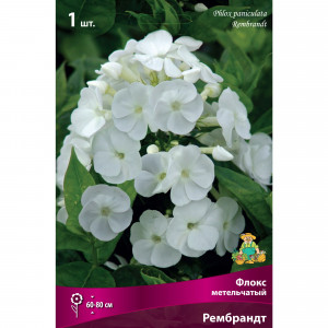 88294972 Флокс метельчатый Рембрандт луковица I