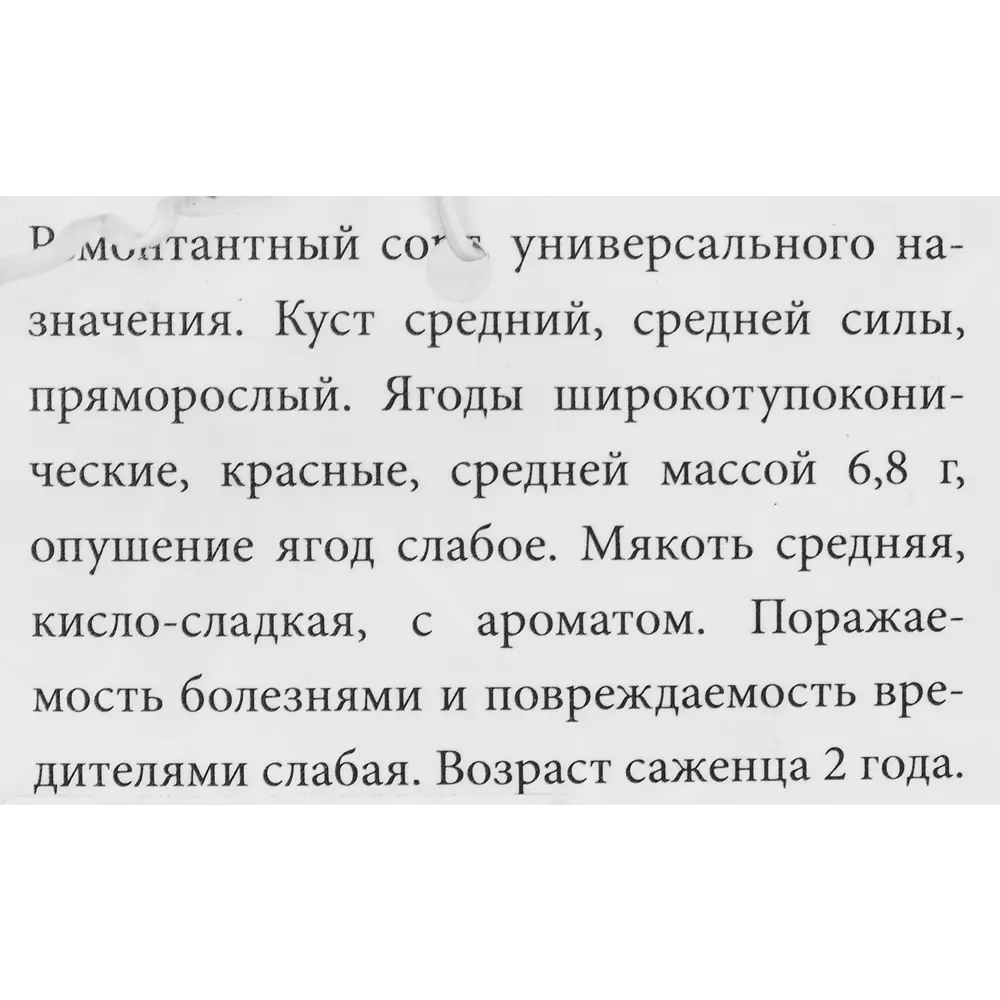 Малина Августина красная пакет ø9 h40 см 86710675 STLM-2023898 Santreyd  - Вид №2