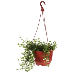 Рассада «Бакопа», 30x21 см 14179902 STLM-2190092