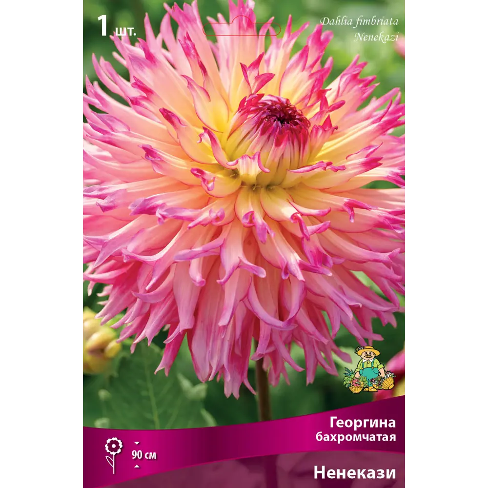 Георгины бахромчатые Ненекази I, 1 шт 82530135 STLM-2001554 Santreyd 
