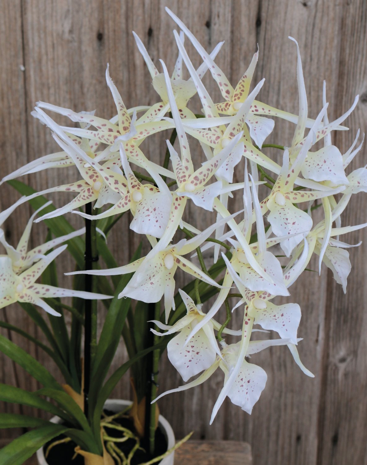 2529 778 a3 Искусственная орхидея паук (brassia), горшечная, 50 см, бежево-белая H-andreas  - Вид №4