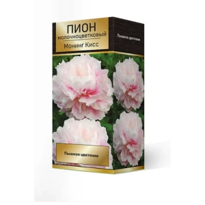 Пион травянистый Монинг Кисс луковица 2-3 83600250 STLM-2134051