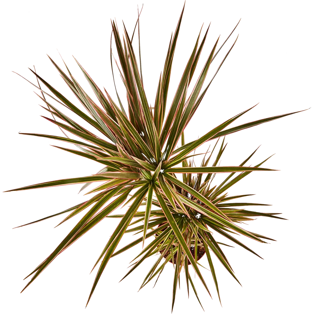 Santreyd Драцена Биколор — изящное комнатное растение с резными листьями 86728029 STLM-1544181 - Вид №2