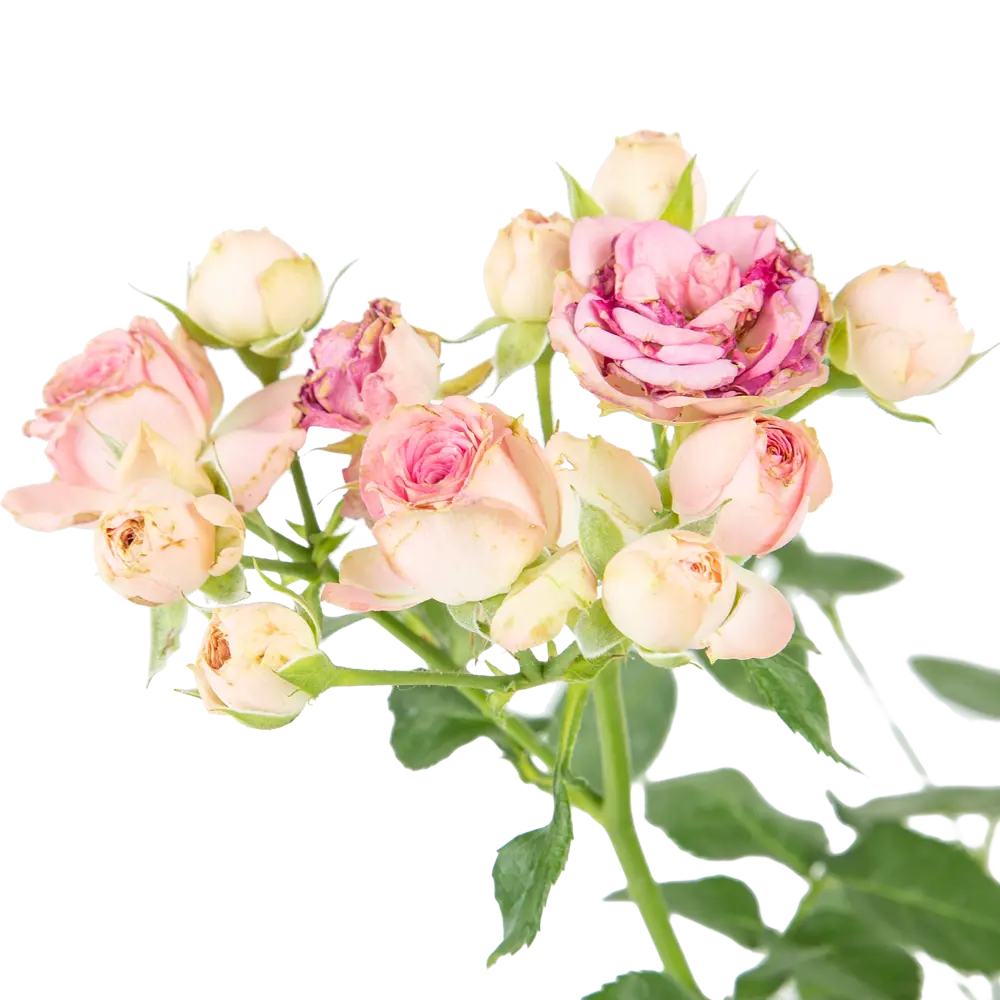 Santreyd Роза для горшечного выращивания с продолжительным цветением 83247714 STLM-0039905 - Вид №1