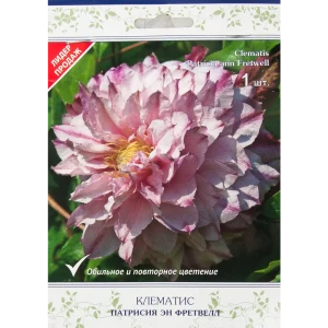 Клематис крупноцветковый Патрисия эн Фретвелл в капере 82527559 STLM-2003605