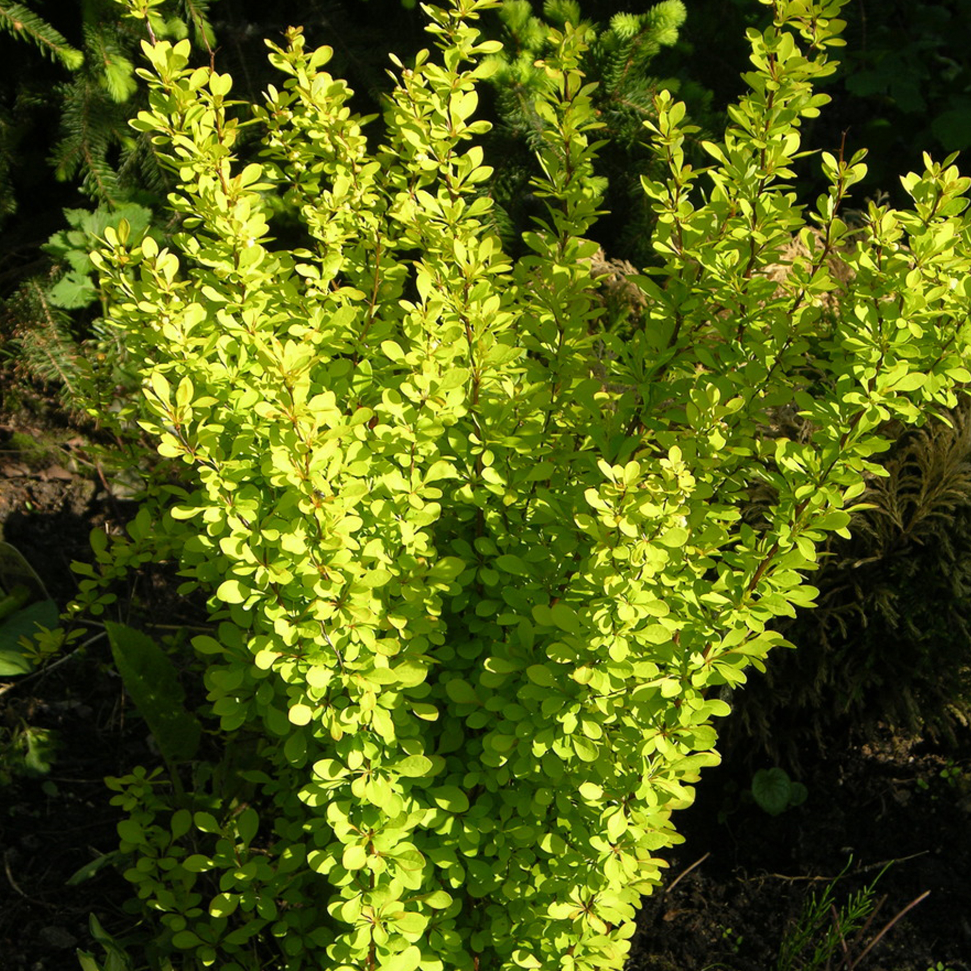 Барбарис Тунберга Мария Santreyd - золотистый кустарник с красной каймой 82237713 STLM-0022546 - Вид №1