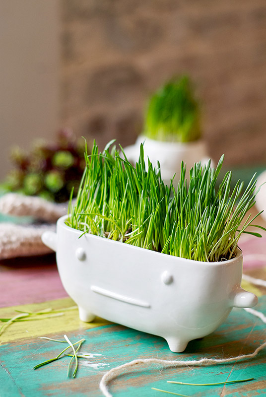 Набор для выращивания Eco Буль ЭКОЧЕЛОВЕКИ 8002 - Вид №4