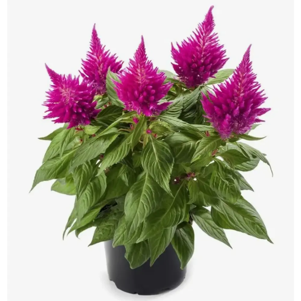 Целозия микс ø9 h10 см Santreyd STLM-2103870