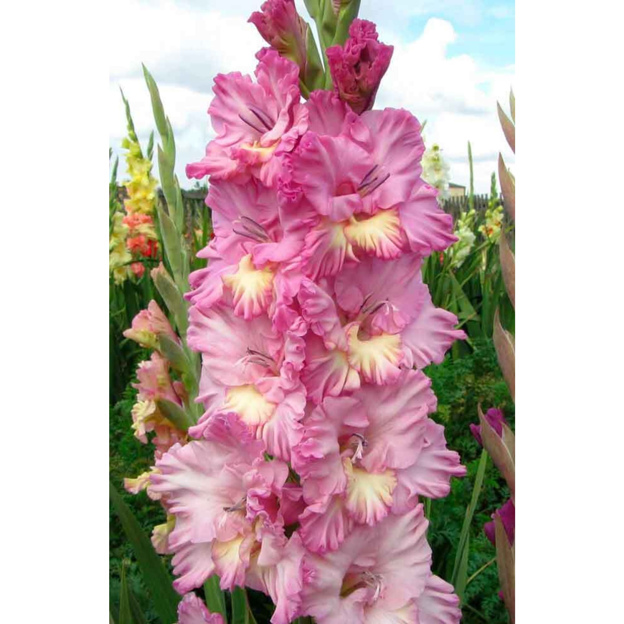 83783807 Гладиолус крупноцветковый Садко луковица 12/14 Santreyd 