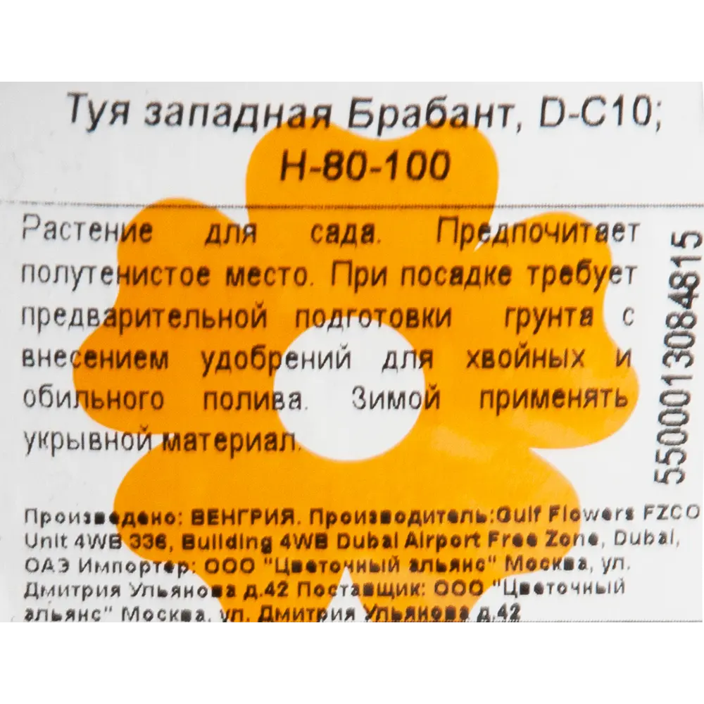 Туя западная «Брабант» 28x90 см 82601684 STLM-2095033 Santreyd  - Вид №1