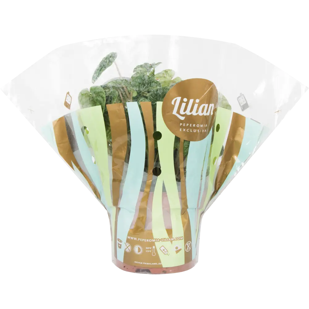 Santreyd Пеперомия Лилиан — живой очиститель воздуха с декоративными листьями 14032409 STLM-0004208 - Вид №2