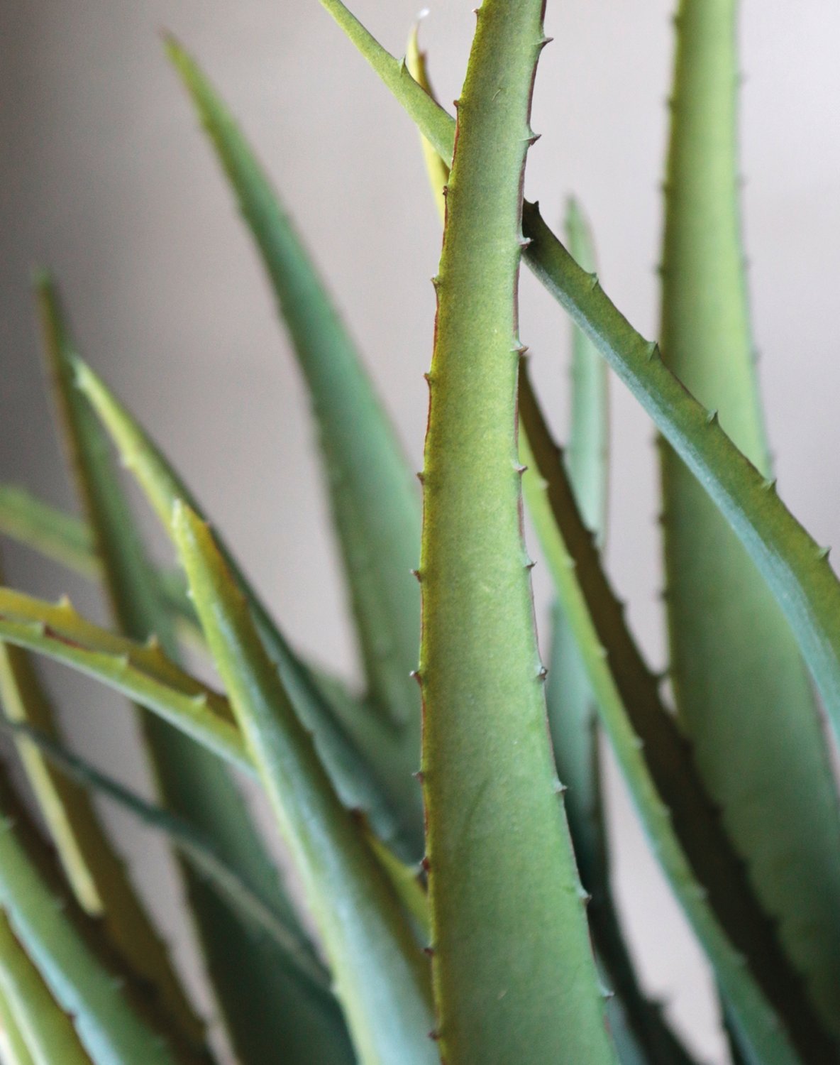 6152 883 a3 Искусственное алоэ, горшечное, 53 см, зеленое H-andreas  - Вид №11