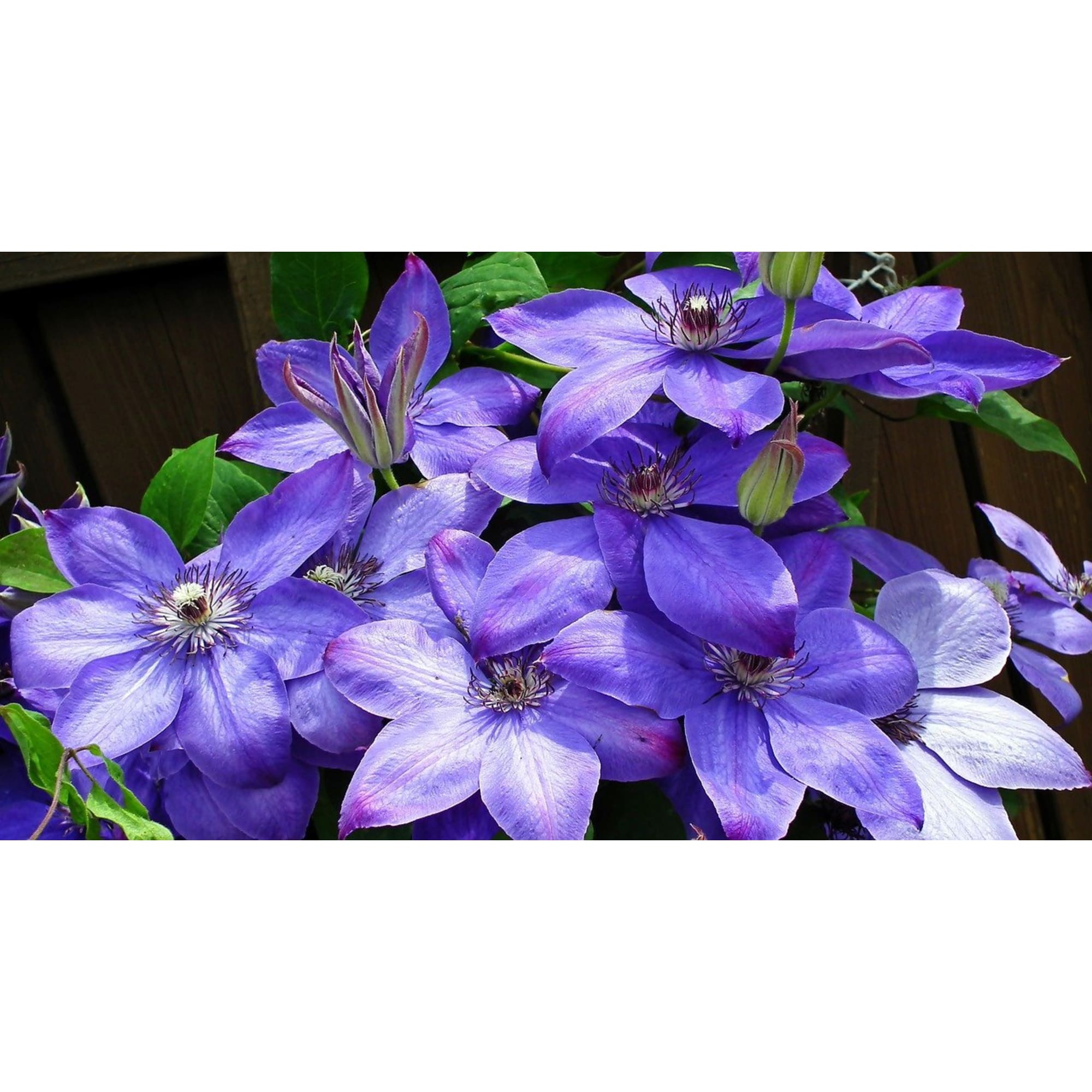 85324312 Клематис крупноцветковый Блю Экспложен ø17 h50 см Santreyd  - Вид №1