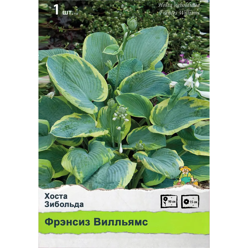 Хоста 89452307 STLM-2027691 ПОИСК  - Вид №1